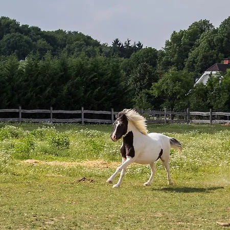 Tunder Farm Tundermajor 3* Zirc